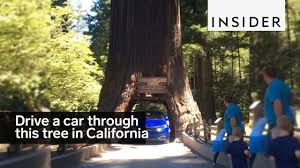 It looks like that trip could take about 12.5 hours. You Can Drive Your Car Through This Tree In California Youtube
