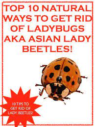 Maybe you would like to learn more about one of these? Top 10 Natural Ways To Get Rid Of Ladybugs Aka Asian Lady Beetles Whole Lifestyle Nutrition Lady Beetle Get Rid Of Ladybugs Asian Lady Beetles