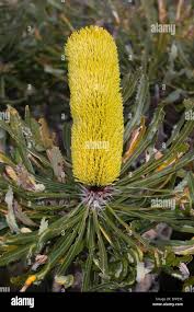 Image result for Banksia attenuata