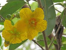 Image result for Ochna natalitia