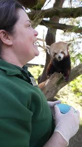 RED PANDA TAKEOVER 3/5: A LIFE IN THE TREES Happy Arbor Day! Ever spend  four hours looking up at Carson the red panda asleep