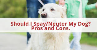 Cons of neutering a dog. Should I Spay Neuter My Dog The Pros And Cons