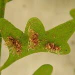 Image result for Asplenium sandersonii