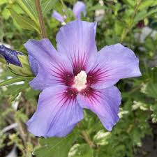 Image result for Hibiscus syriacus Violet Clair Double