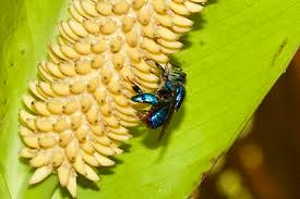 Image result for Isoglossa membranacea