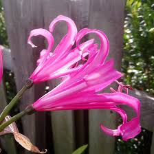 Share your videos with friends, family, and the world Amarline