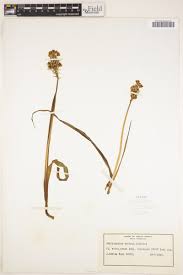 Image result for Albuca virens