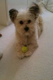 Black And White Maltese Pomeranian Mix Pin On Coco