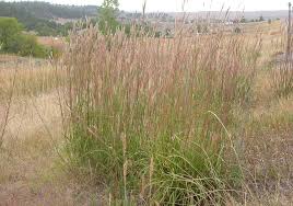 Image result for Andropogon chinensis