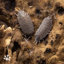 Image result for Polhillides