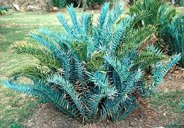 Image result for Encephalartos senticosus