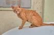 Arabian Mau - Cat Breed Information And Facts - Petmoo