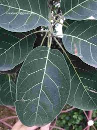 Image result for Terminalia bellirica
