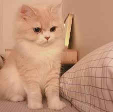  Pin By ð????·ð??'??ð??'??ð??'¦ On Cats Cute Baby Cats Kittens Adorable Animal Photography