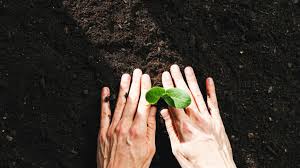 Term Certificates (SIC)