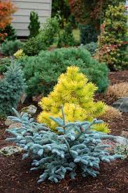 Buy globe blue spruce tree online. 48 Blue Spruce Ideas Blue Spruce Shrubs Plants