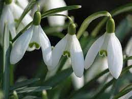 Snowdrop A Profile Of A Garden Bulb Howstuffworks