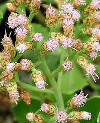 Image result for Pluchea ovalis