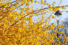 Growing forsythia is easy, you can just plant and neglect. Forsythia Plant Care Growing Guide