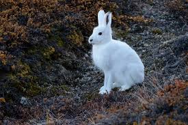 Arctic hares avoid predators by being very fast runners and fairly good swimmers. The Arctic Hare Easter Bunny