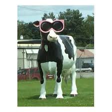 Cool Cow 1 Postcard Zazzle Com Postcard Cow Cool Stuff