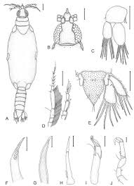 Image result for Gnidia inconspicua