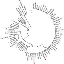 Image result for Eragrostis patentipilosa