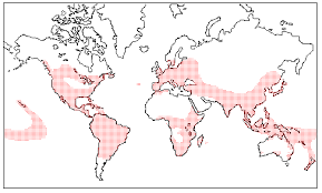 Image result for Viscum shirense