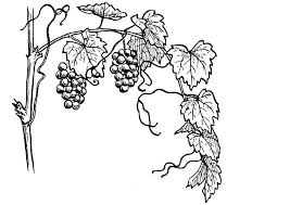 Coloring pages for kids free coloring coloring books preschool crafts crafts for kids joshua and caleb bible story crafts do a dot templates printable free. Coloring Page Grape Vine Free Printable Coloring Pages Img 13075