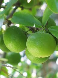 Image result for Dovyalis sp. A