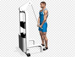 Jim stoppani breaks down the lying triceps extension also known as the skullcrusher. Triceps Brachii Muscle Pushdown Lying Triceps Extensions Biceps Exercise Arm Physical Fitness People Arm Png Pngwing