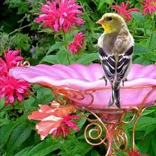 Bird In Bird Bath Sign In Beautiful Birds Bird Bath Garden Bird Garden