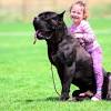 Find cane corsos for sale on oodle classifieds. Https Encrypted Tbn0 Gstatic Com Images Q Tbn And9gcs Frfm06zv Siagjcgwuaixgw59wd7puropeirp3q 8srgf3 Usqp Cau