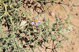 Image result for Zygophyllum