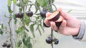 Tomatofest is one of the only commercial sources for this favorite black tomato. World S First Jet Black Tomato Plant Youtube