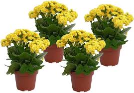 Bloeiende Plant Kalanchoe Rosalina Don Amarillo 28 Cm Hoog 4 Stuks Bloeiende Planten Planten