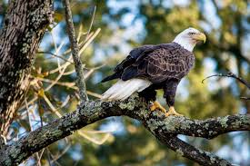 Virginia Eagle 2 Bald Eagle Animals Photo