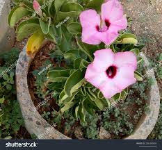 Image result for Adenium boehmianum