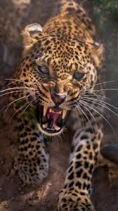 صور خلفيات للهاتف نمر In 2020 Jaguar Animal Angry Animals Animals