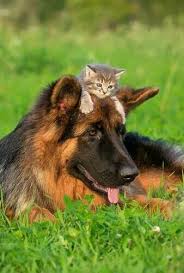 👉 german shepherds will only chase cats or animals that run. Pin On Cute Animals