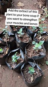 Image result for Strychnos henningsii