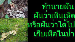ฝ นเห นเห ด หร อ ฝ นว าได ไปเก บเห ด พร อมเลขเด ด คำคมการใช ช ว ต