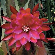 Flowers of the orchid cactus form green tubes at the base, which. Orchid Cactus Unforgettable Epiphyllum Hybrid Orchid Cactus Cactus Flower Cacti And Succulents