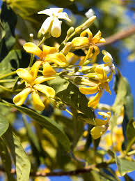 Image result for Hymenosporum