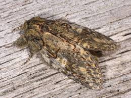 Image result for Peridea anceps