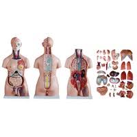 Detachable torso anatomy model with enough details, suitable to use from kids to college students. Human Torso Anatomical Models Perfect For Classrooms Clinics