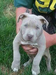 Pin By Keeley Ridley On Furry And Not So Furry Family Pitbull Puppies Cute Puppies Animals