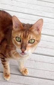 Eagan adoption day on march 13, 2021 11:00 am ; 12 Available Bengal Cats For Adoption Ideas Adoption Cat Adoption Bengal