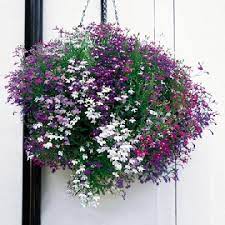 Lobelia Cascade Mix Seeds At Suttons Seeds Sutton Seeds Hanging Baskets Flower Seeds