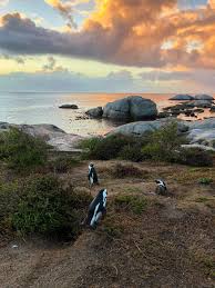 Tthe african penguin (spheniscus demersus), also known as the cape penguin, and south african penguin, is a species of penguin confined to southern african waters. The Ultimate South Africa Itinerary For Backpackers Hostelworld
